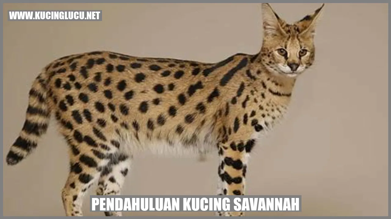 Gambar Kucing Savannah yang Mengagumkan