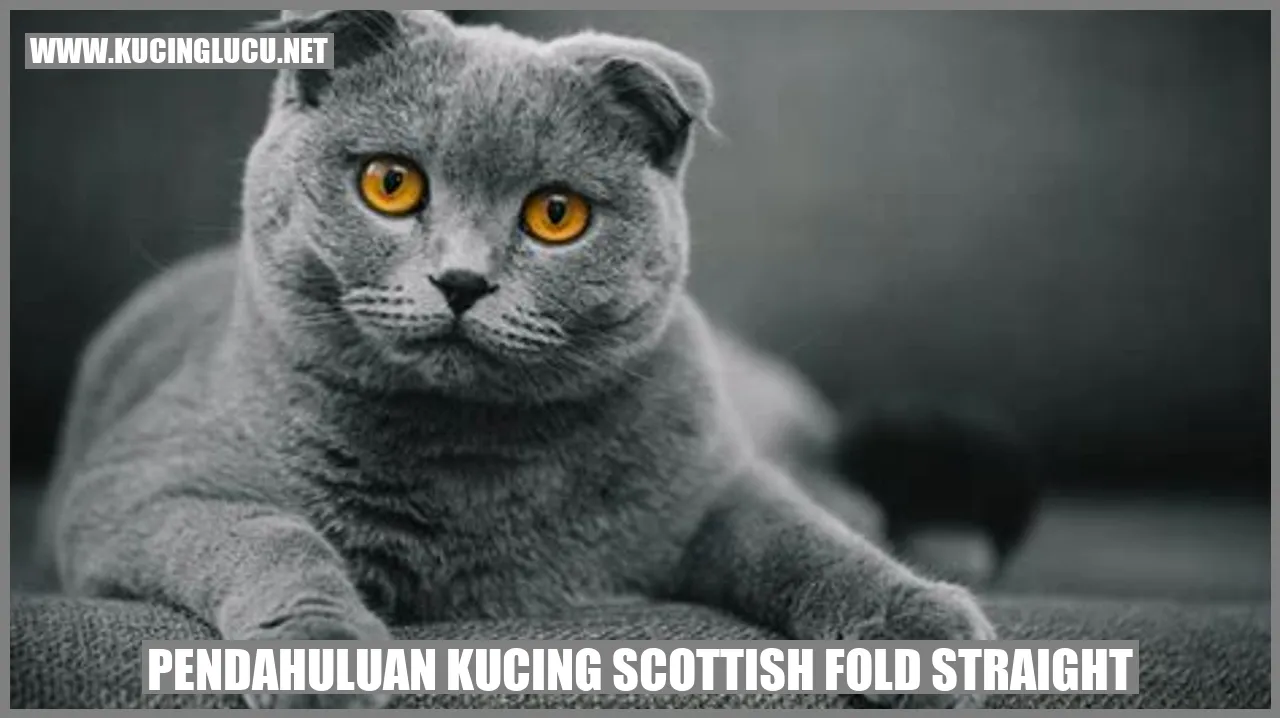Scottish Fold Straight