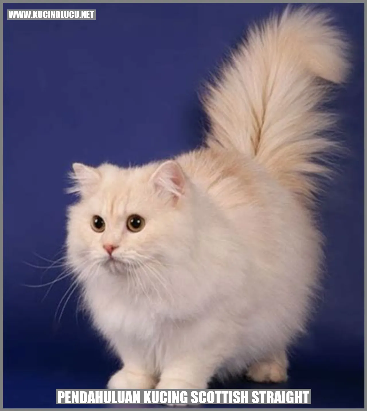 Pendahuluan Kucing Scottish Straight