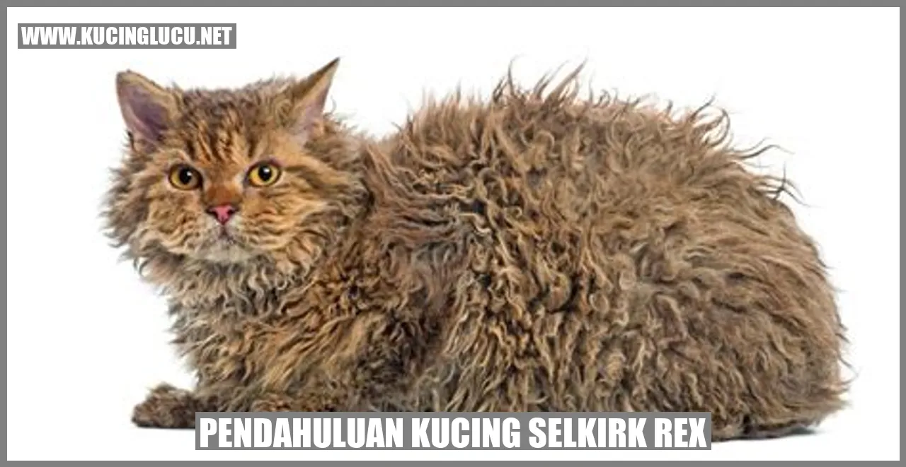 Pendahuluan Kucing Selkirk Rex