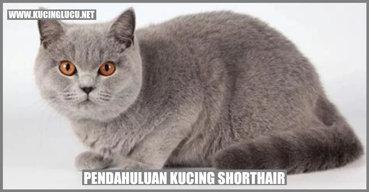 Kucing Shorthair