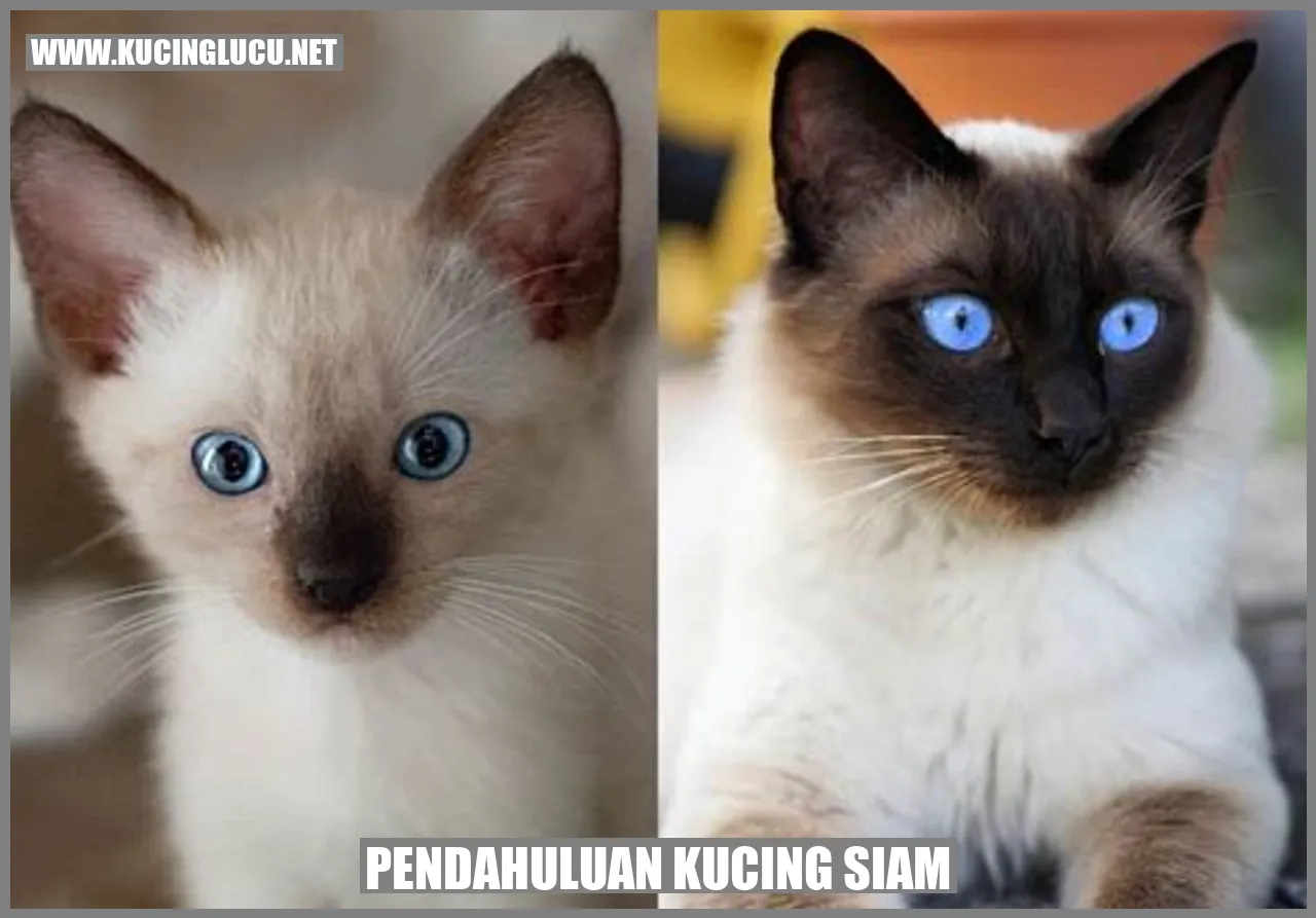 Kucing Siam yang Elegan