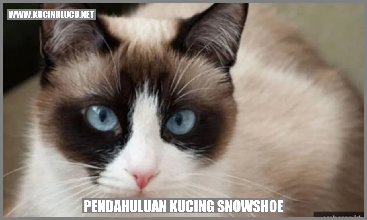 Kucing Snowshoe