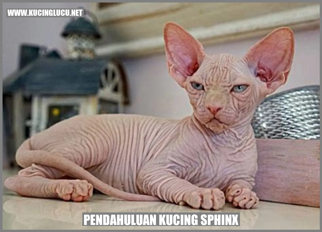 Kucing Sphinx