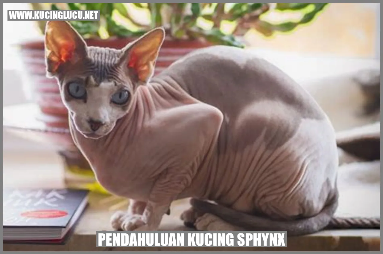 Gambar Kucing Sphynx