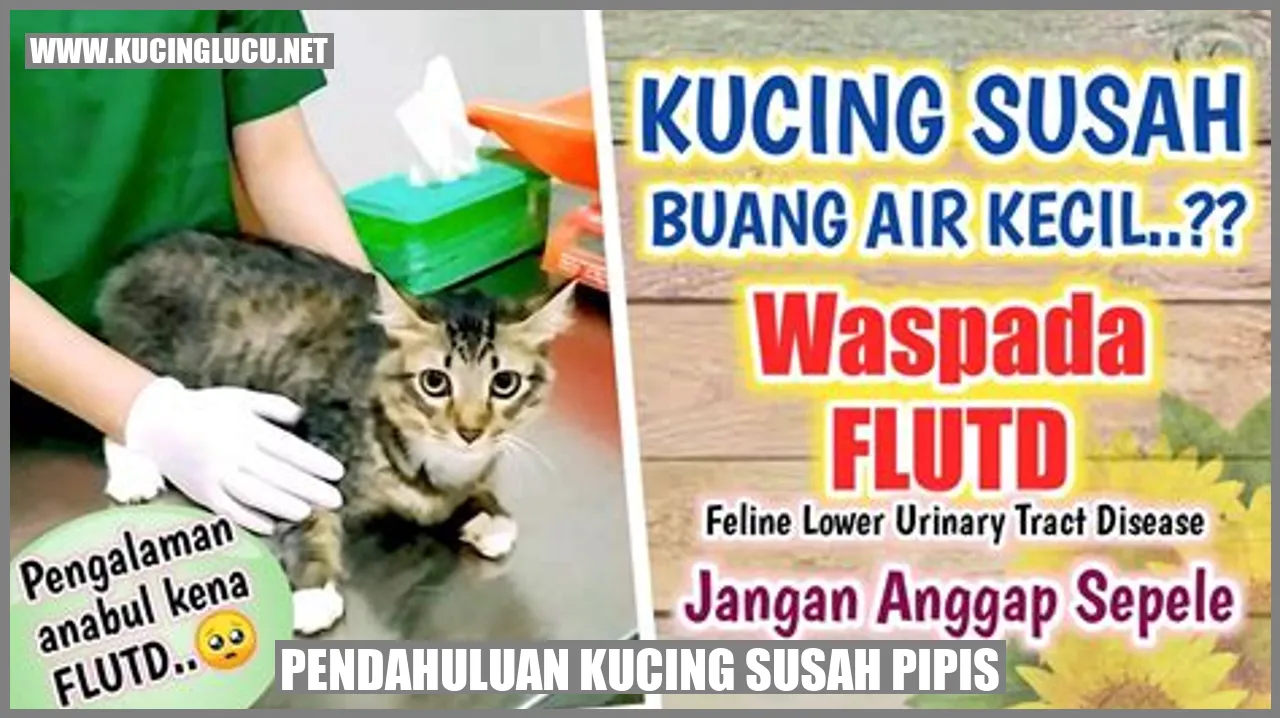 Gambar Kucing