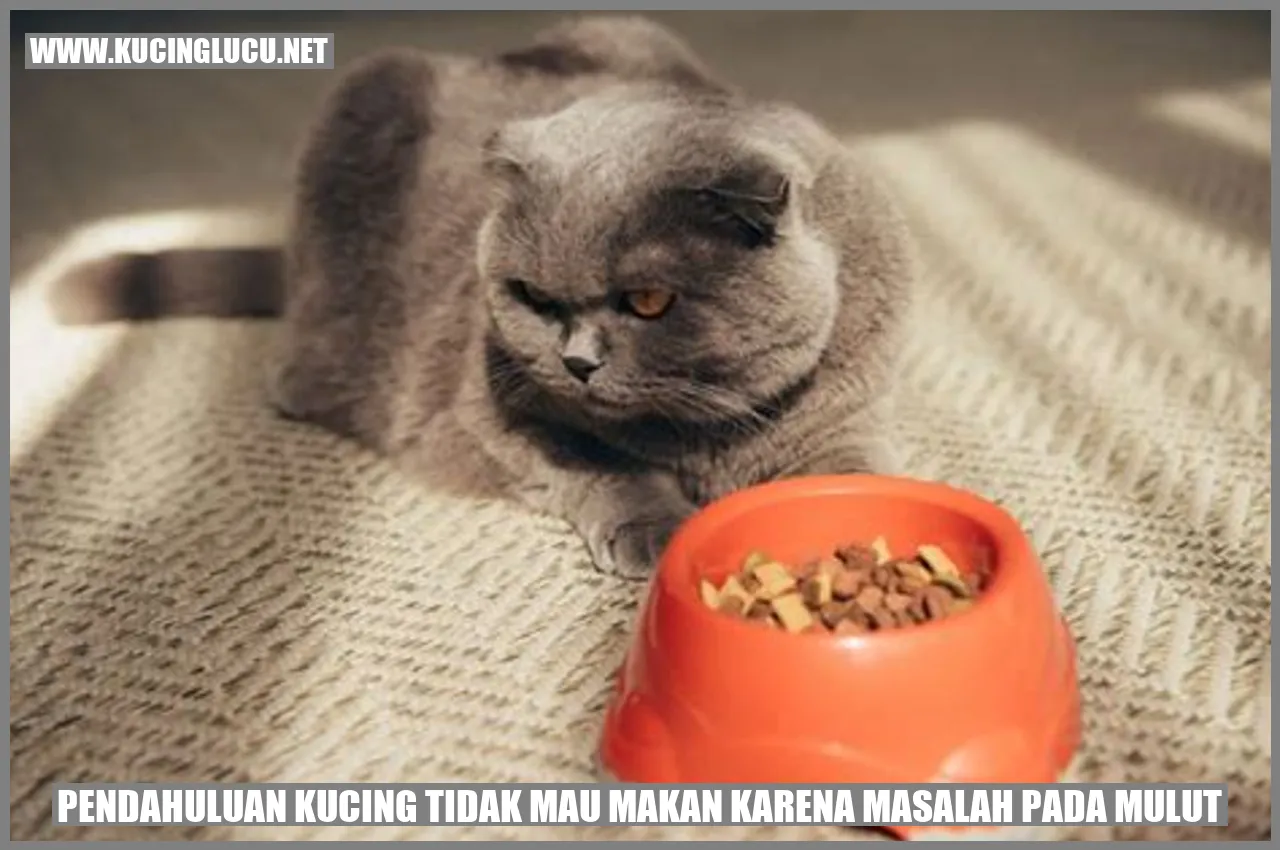 kucing tidak mau makan karena masalah pada mulut