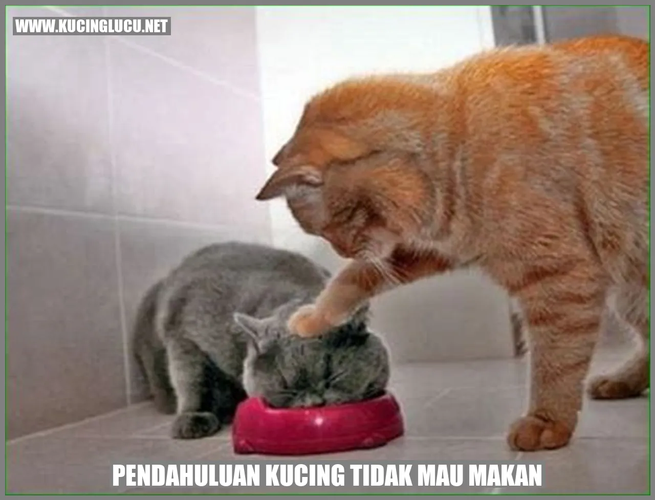 kucing tidak mau makan