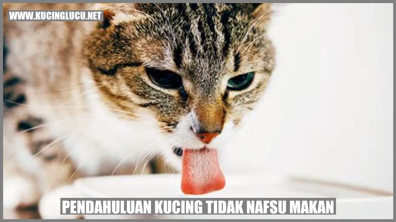 Kucing Tidak Nafsu Makan