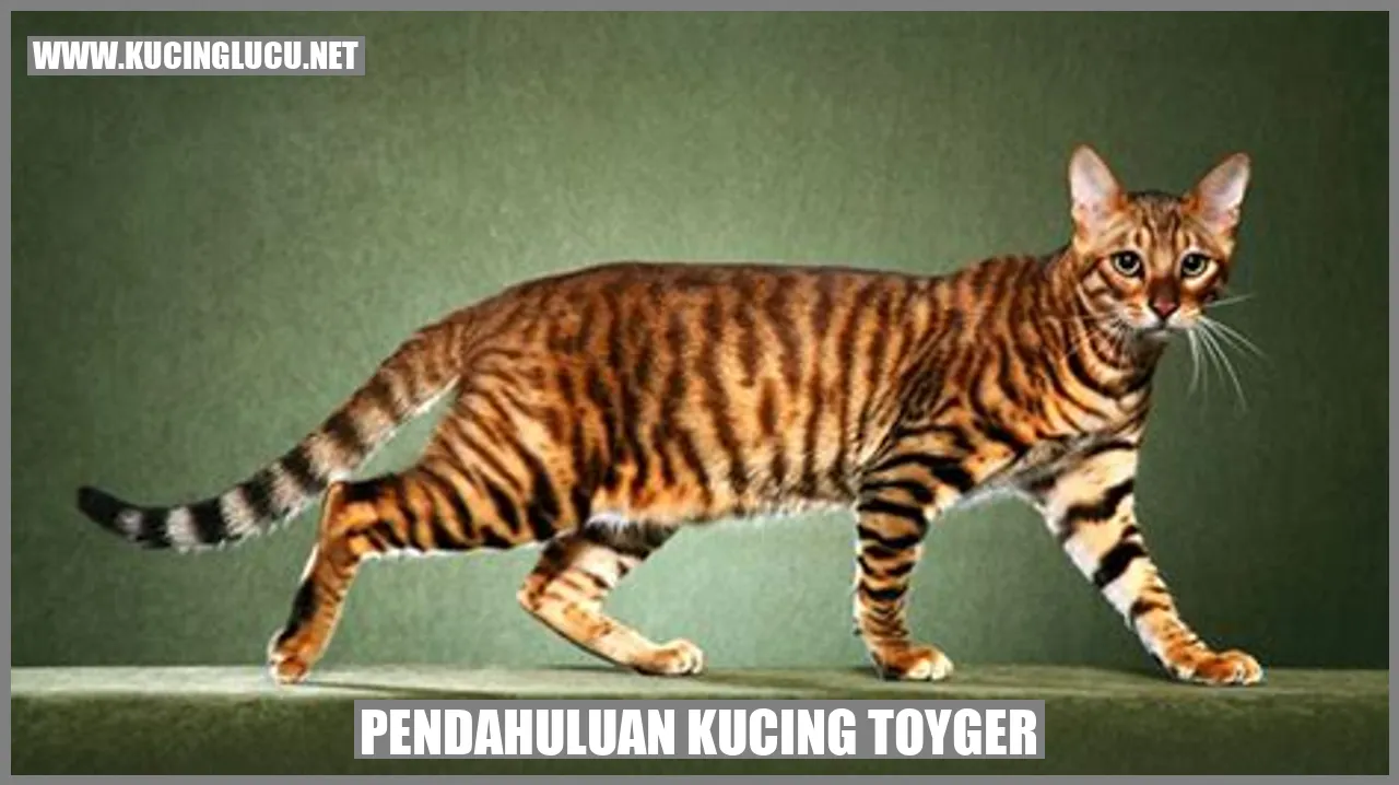 Pendahuluan Kucing Toyger