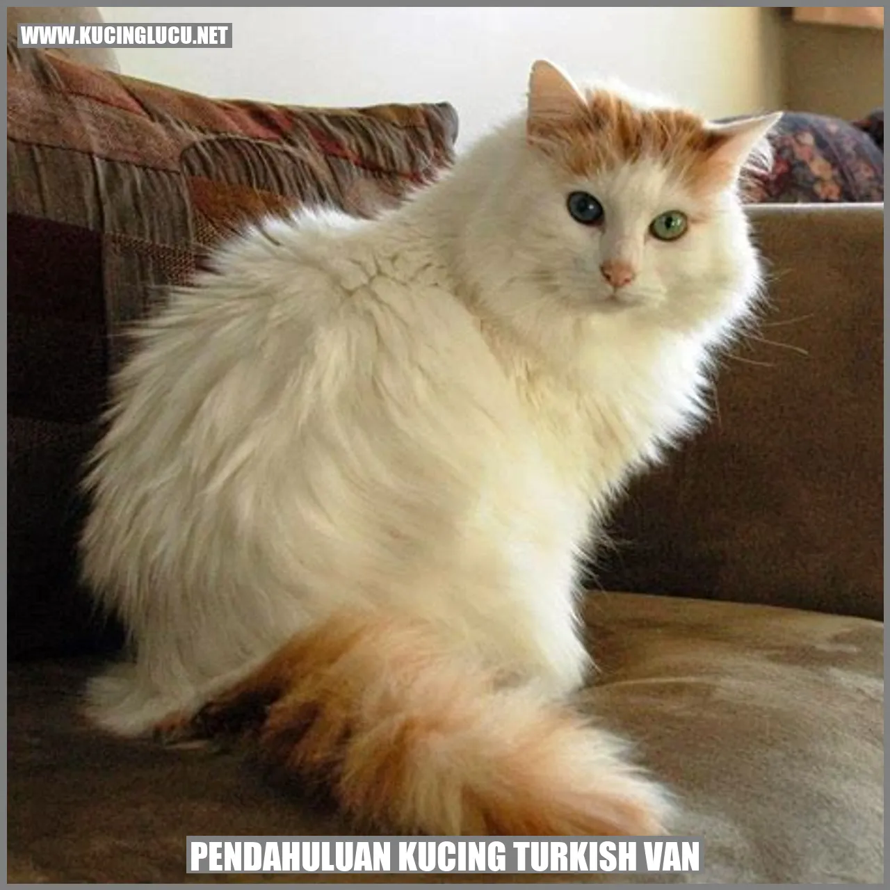 Kucing Turkish Van