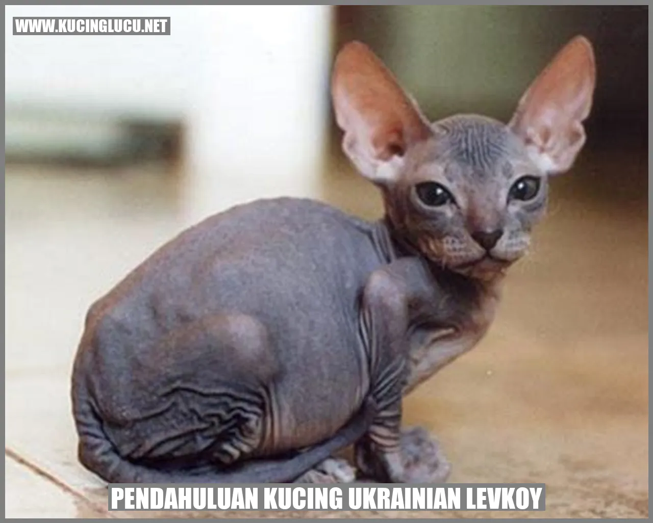 Kucing Ukrainian Levkoy