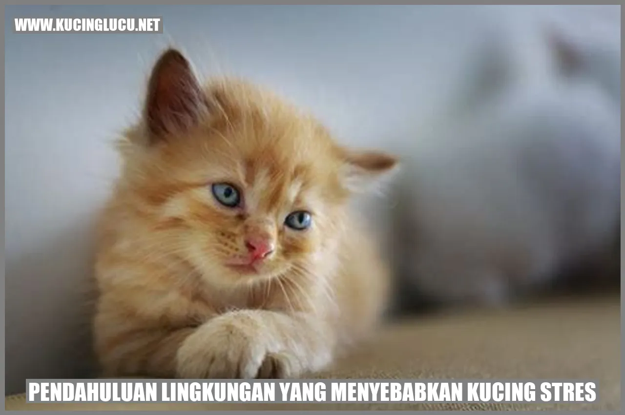 Gambar kucing stres