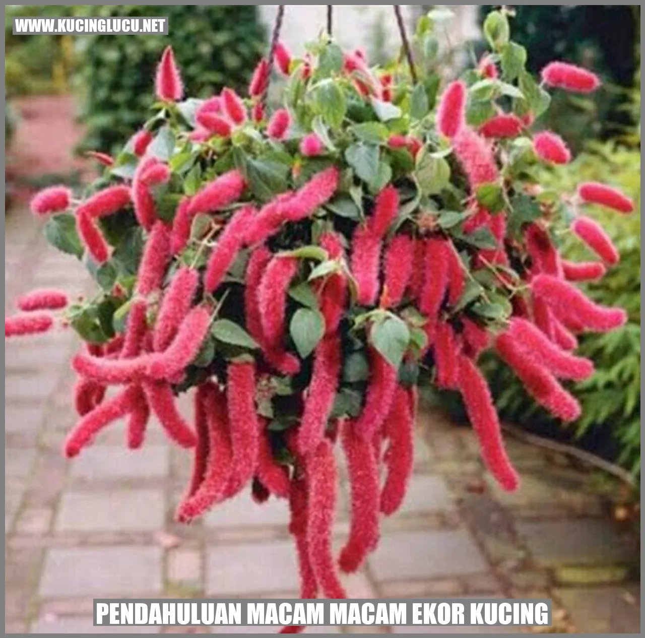 Macam-Macam Ekor Kucing