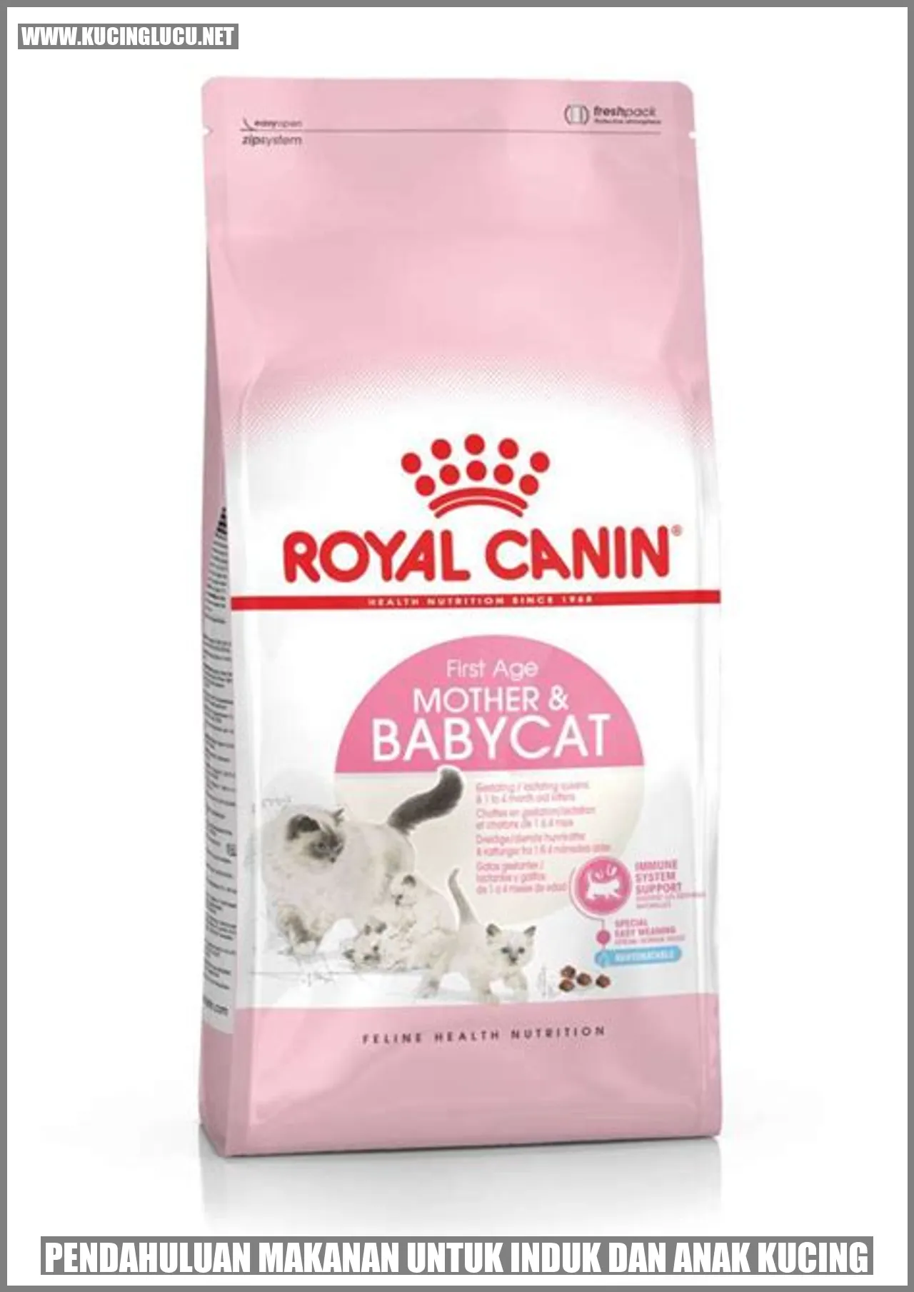 Anak kucing menikmati makanan