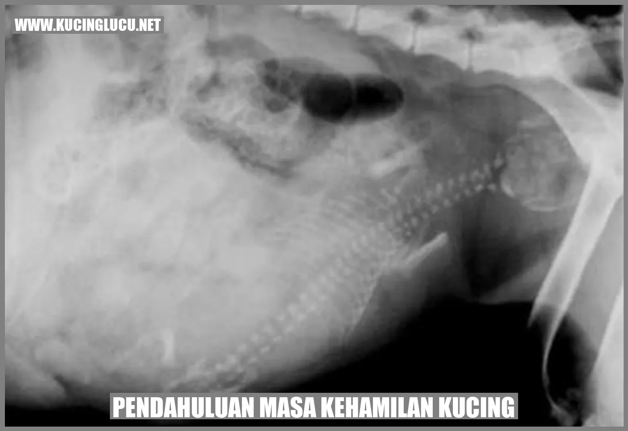 Kucing Hamil