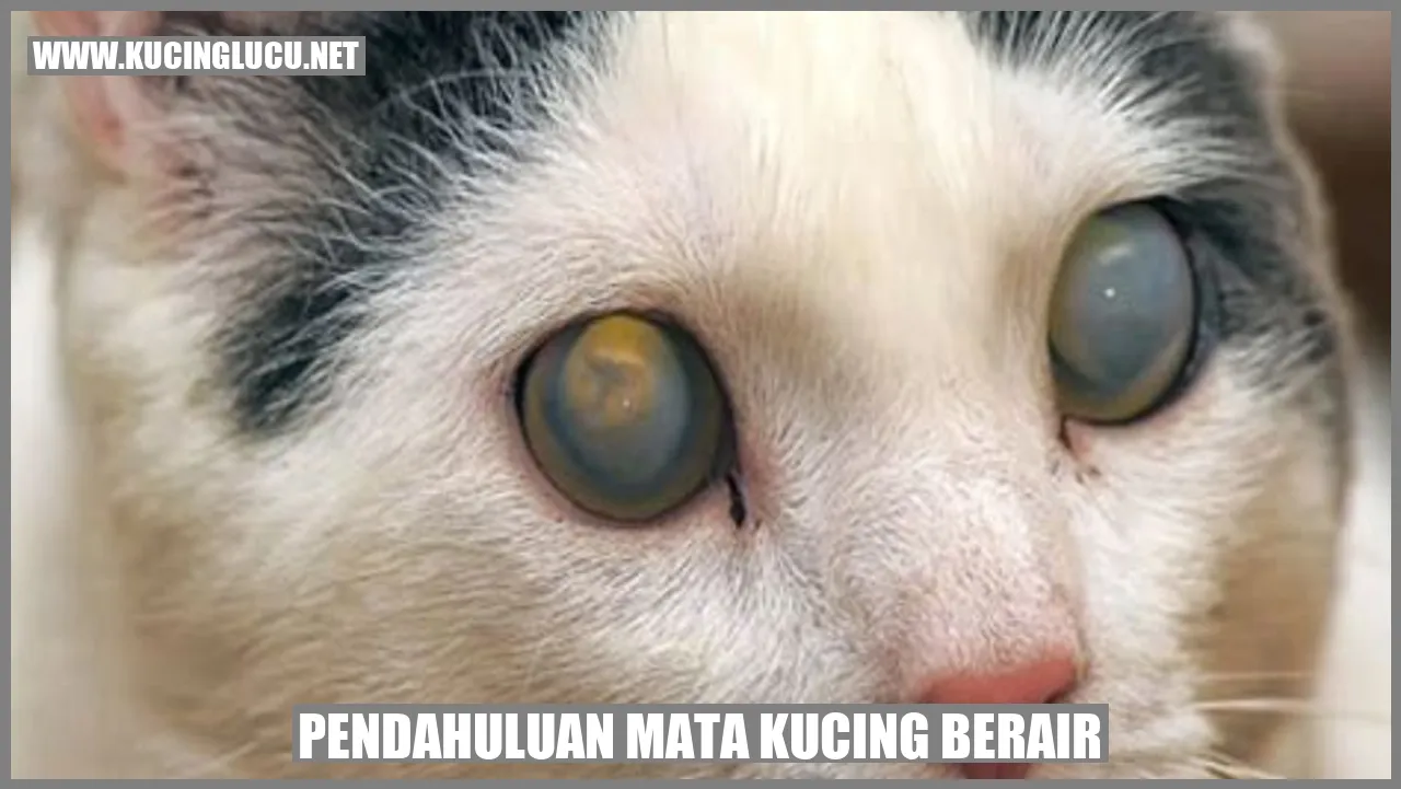 Mata Kucing Berair