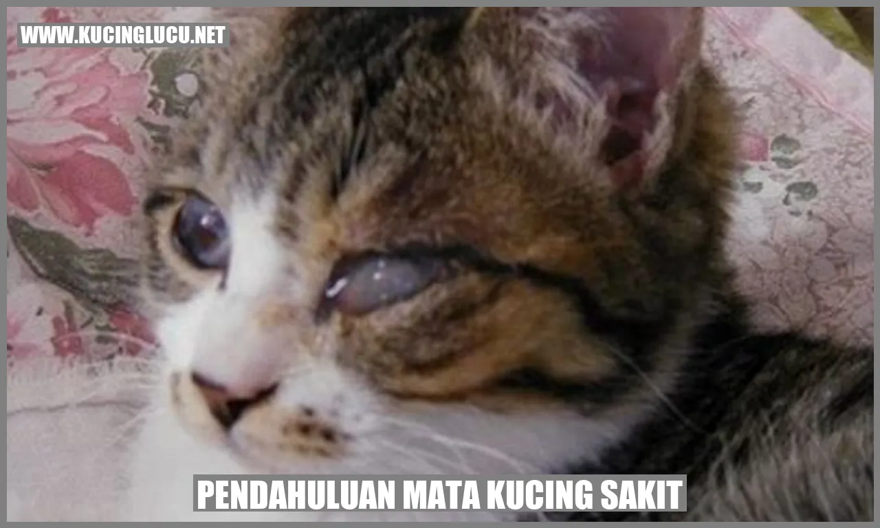 gambar kucing sakit