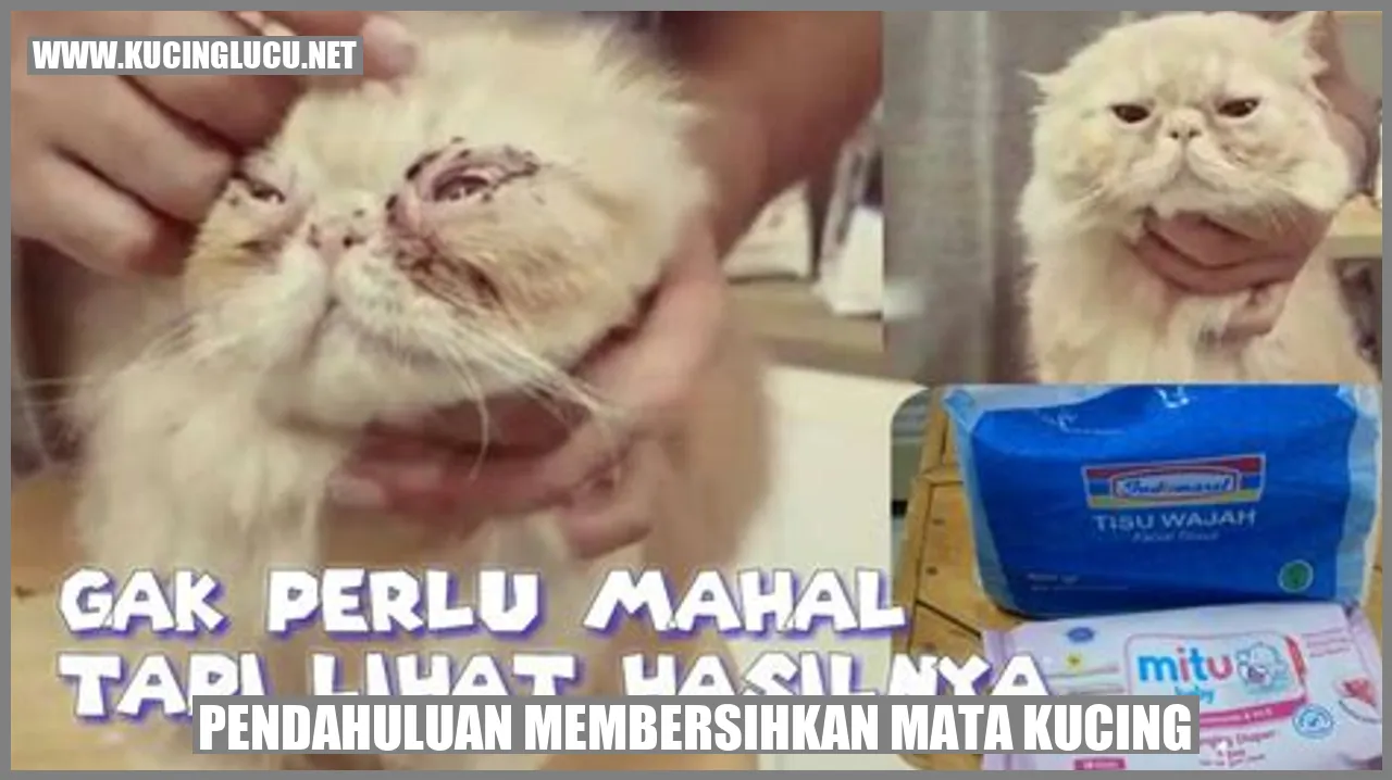 Perawatan mata kucing yang perlu diperhatikan