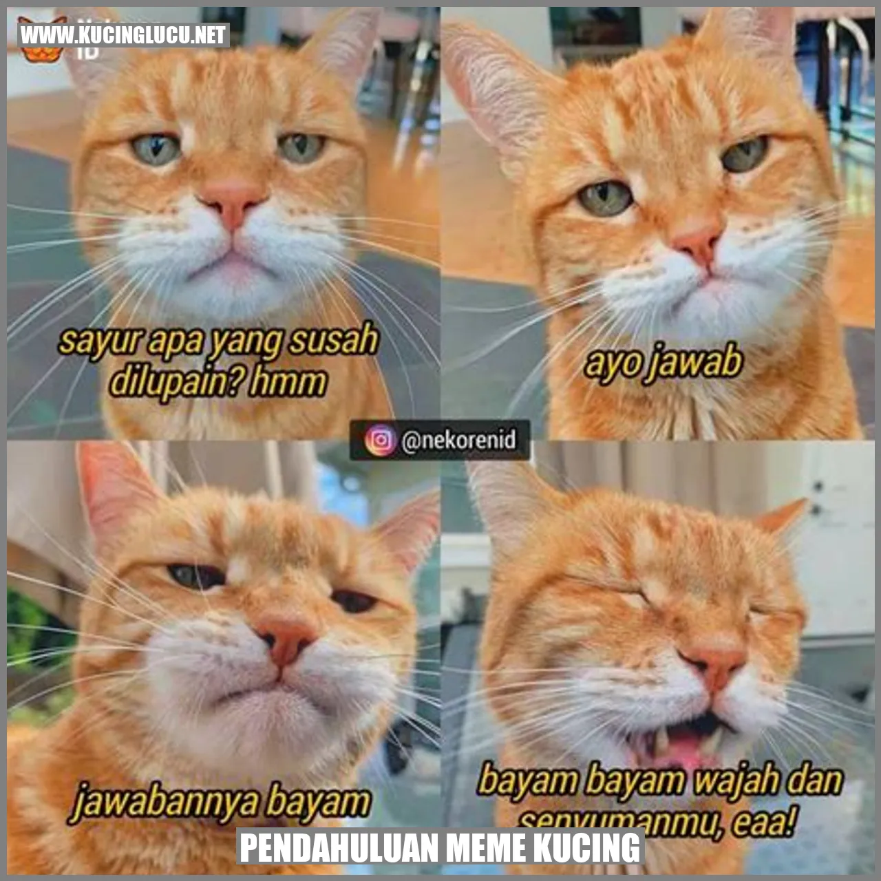 Meme Kucing