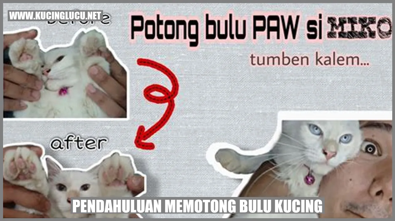 Kucing dengan bulu yang terawat