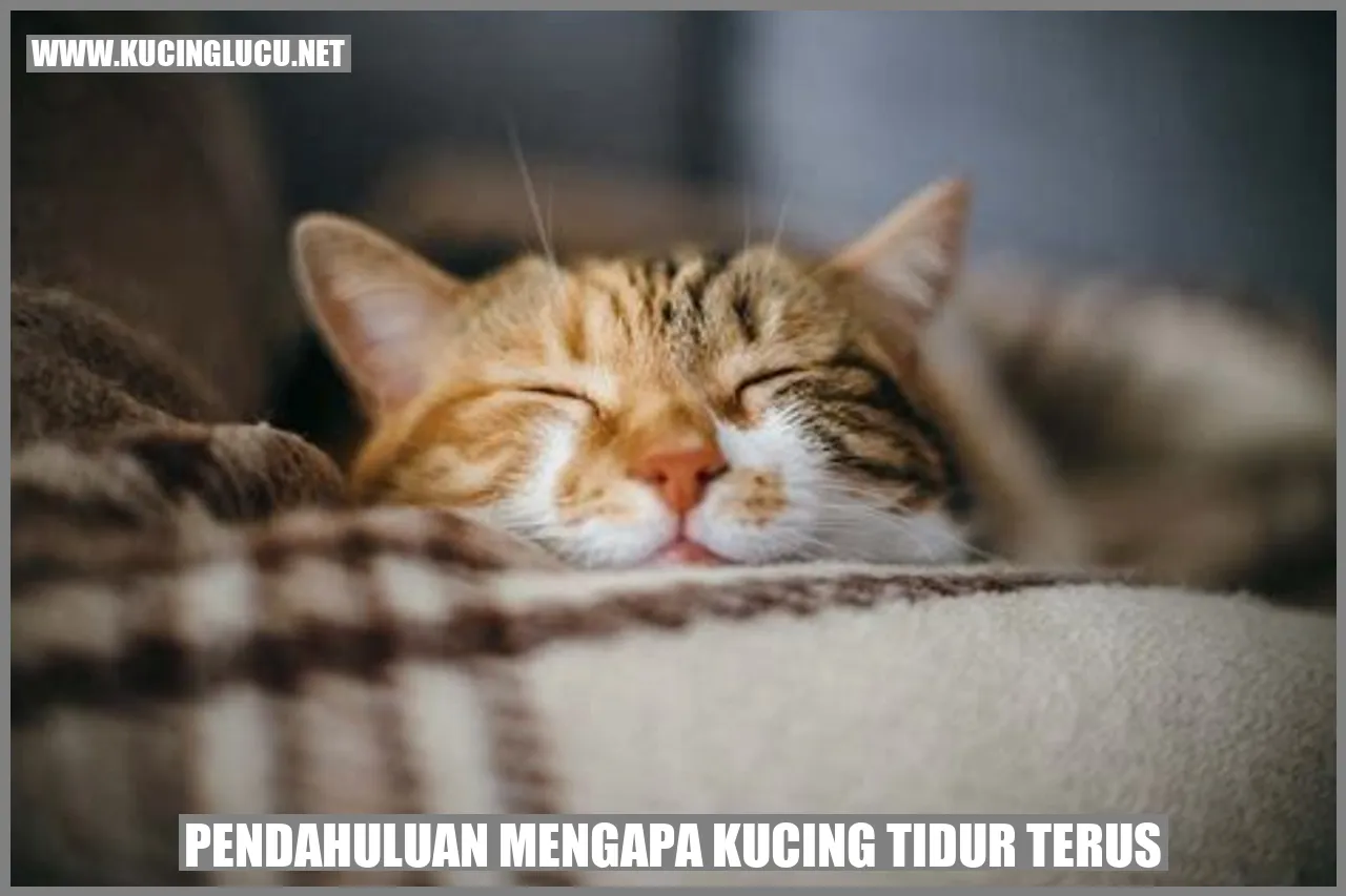 Gambar Kucing Tidur