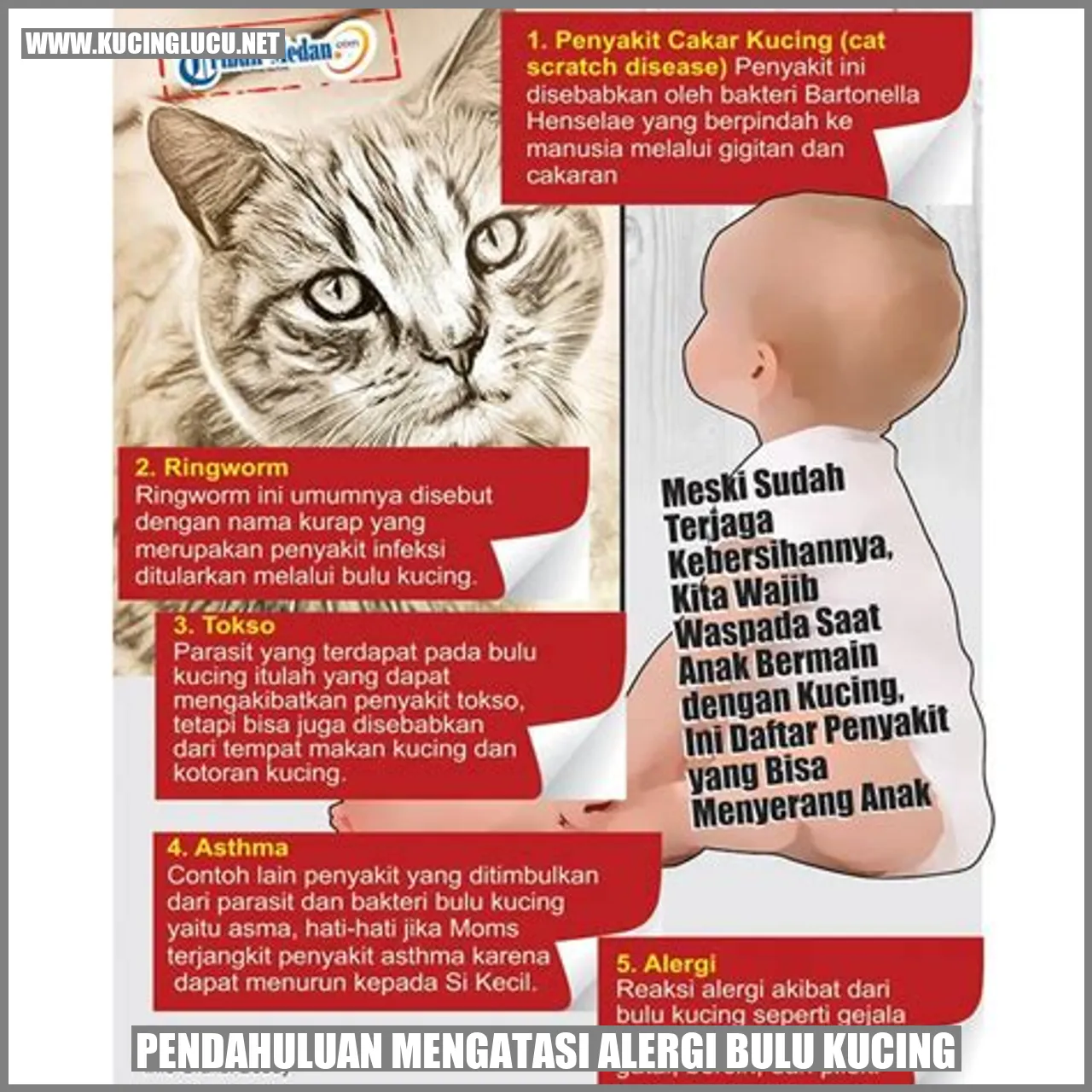 mengatasi alergi bulu kucing