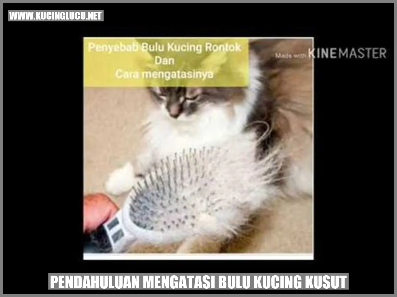Gambar Kucing dengan Bulu Yang Kusut