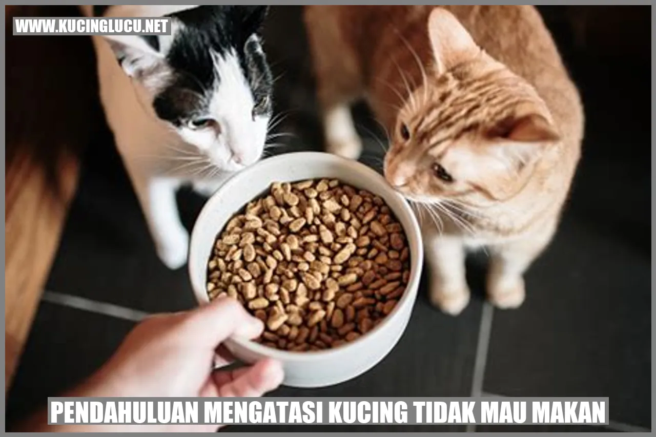 Pendahuluan mengatasi kucing tidak mau makan