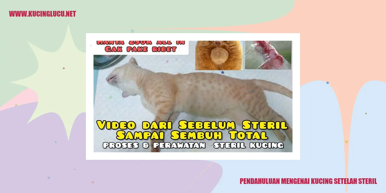 Pendahuluan mengenai Kucing setelah Steril