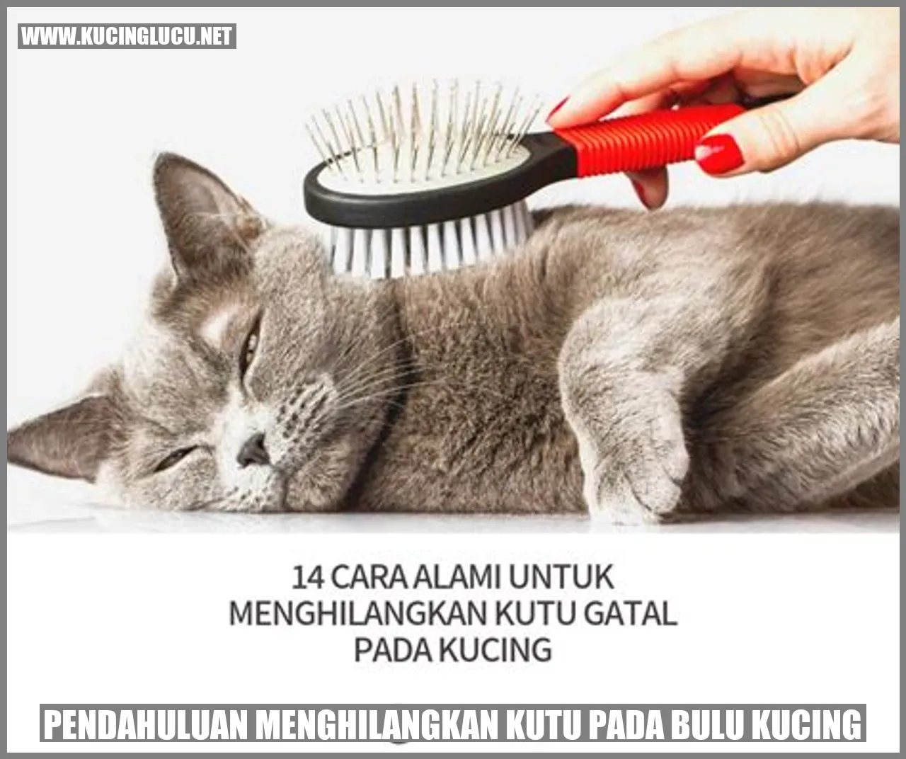 gambar kucing yang terjangkit kutu
