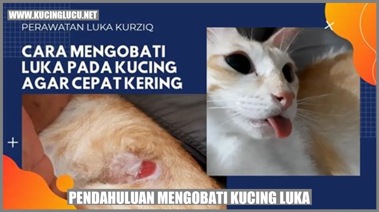 Gambar Kucing Luka