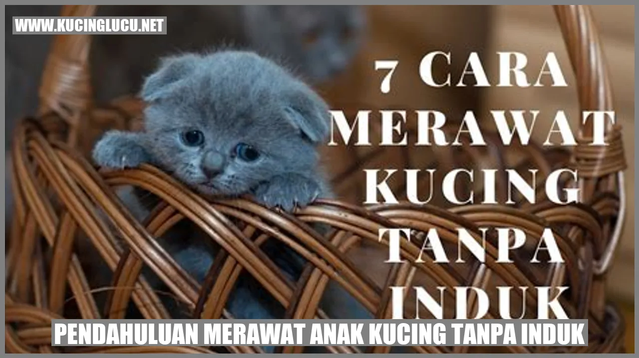 Gambar anak kucing tanpa induk