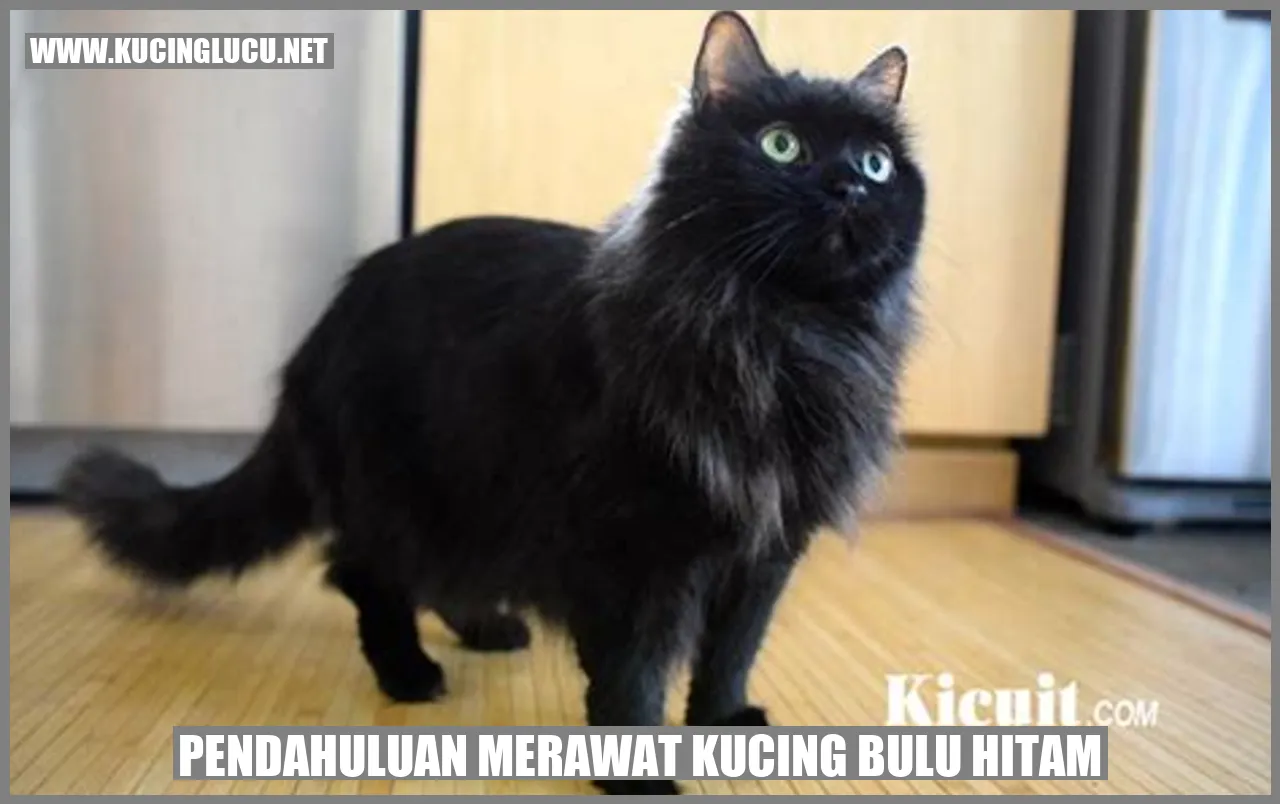 Kucing Bulu Hitam yang Menawan