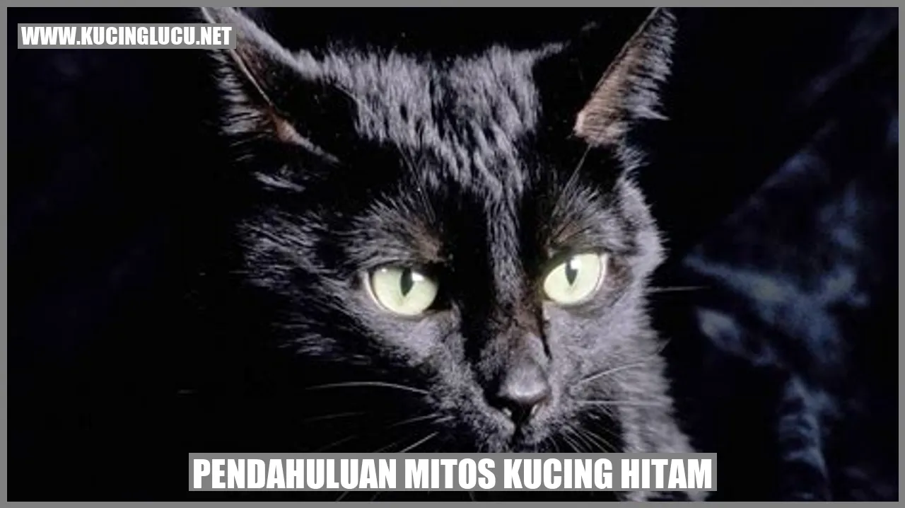 Gambar Kucing Hitam