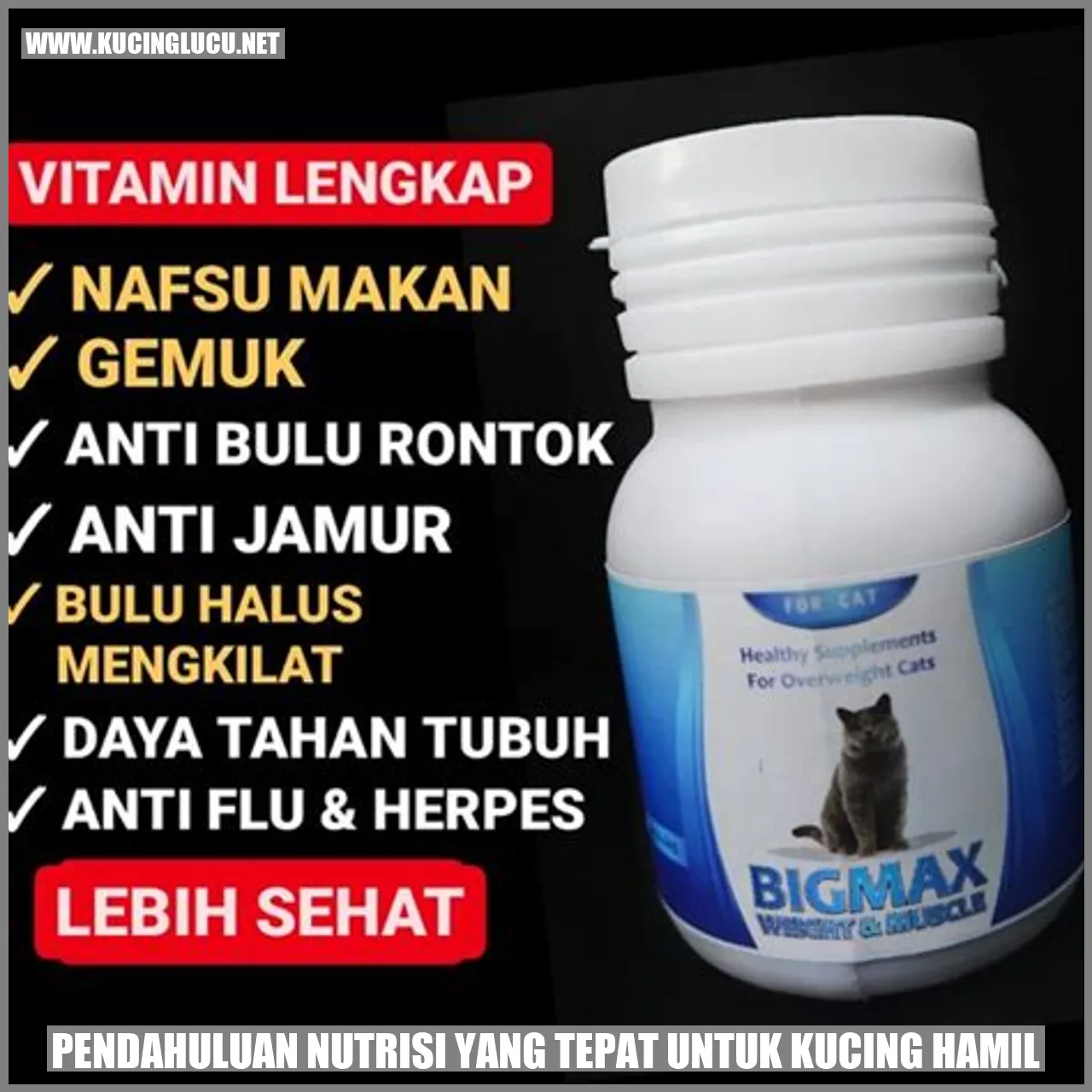 Kucing hamil
