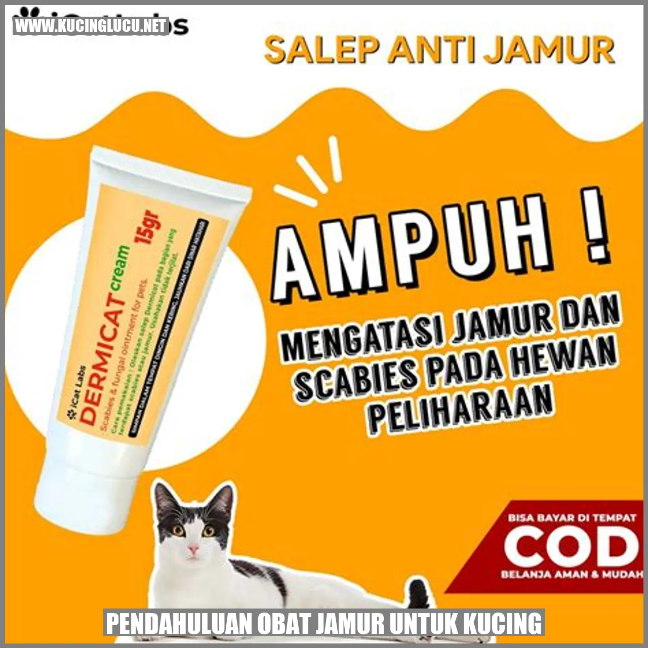 Obat Jamur untuk Kucing