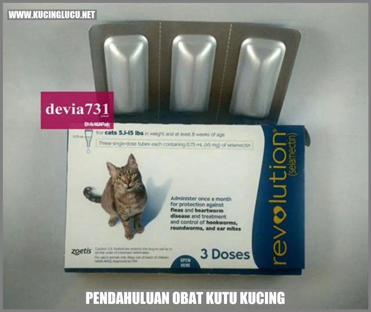 Obat Kutu Kucing