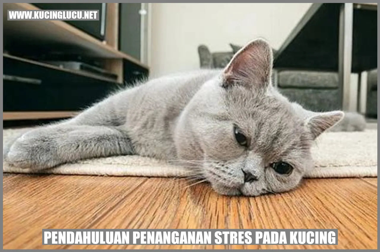 Gambar kucing yang sedang tidur