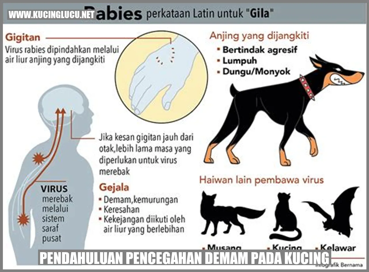 gambar kucing yang sehat