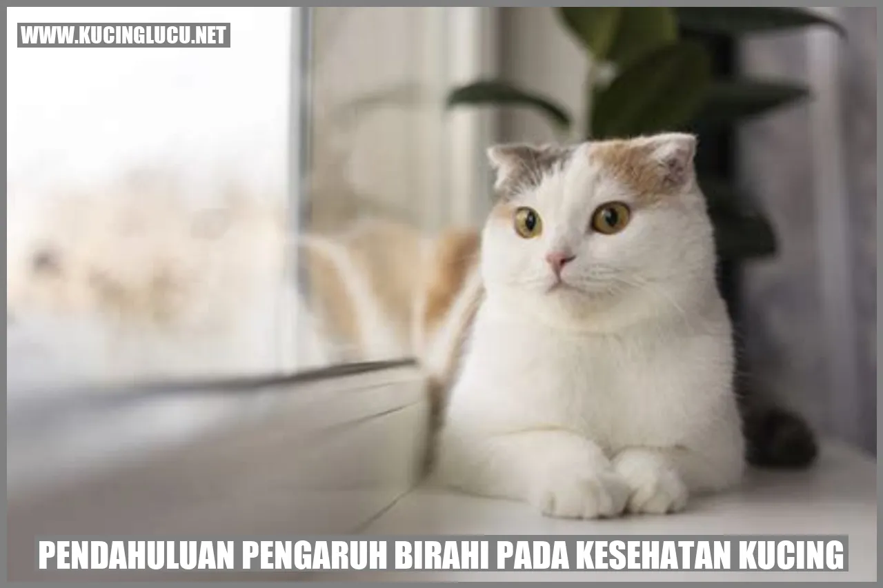 Kucing Birahi