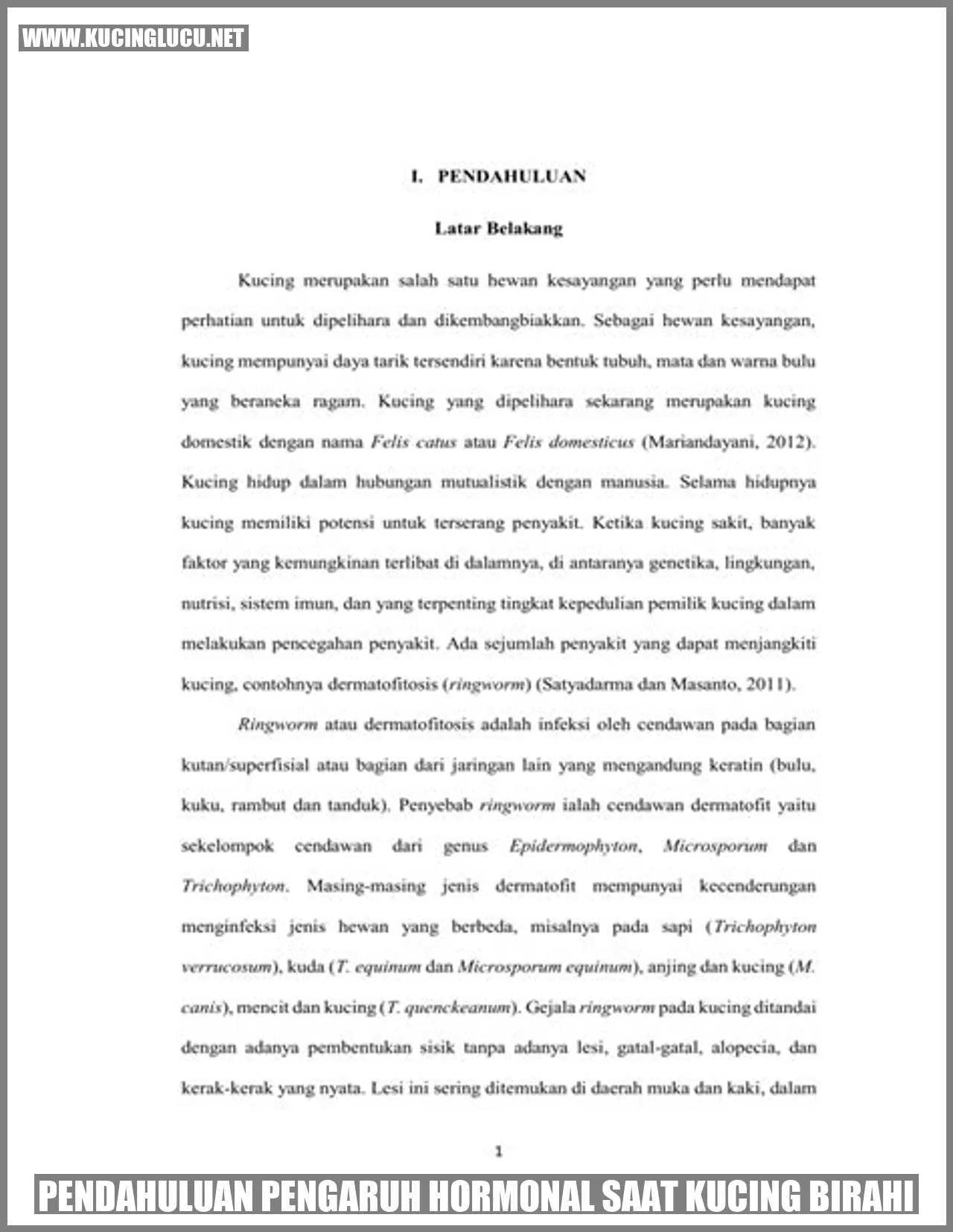 gambar kucing birahi