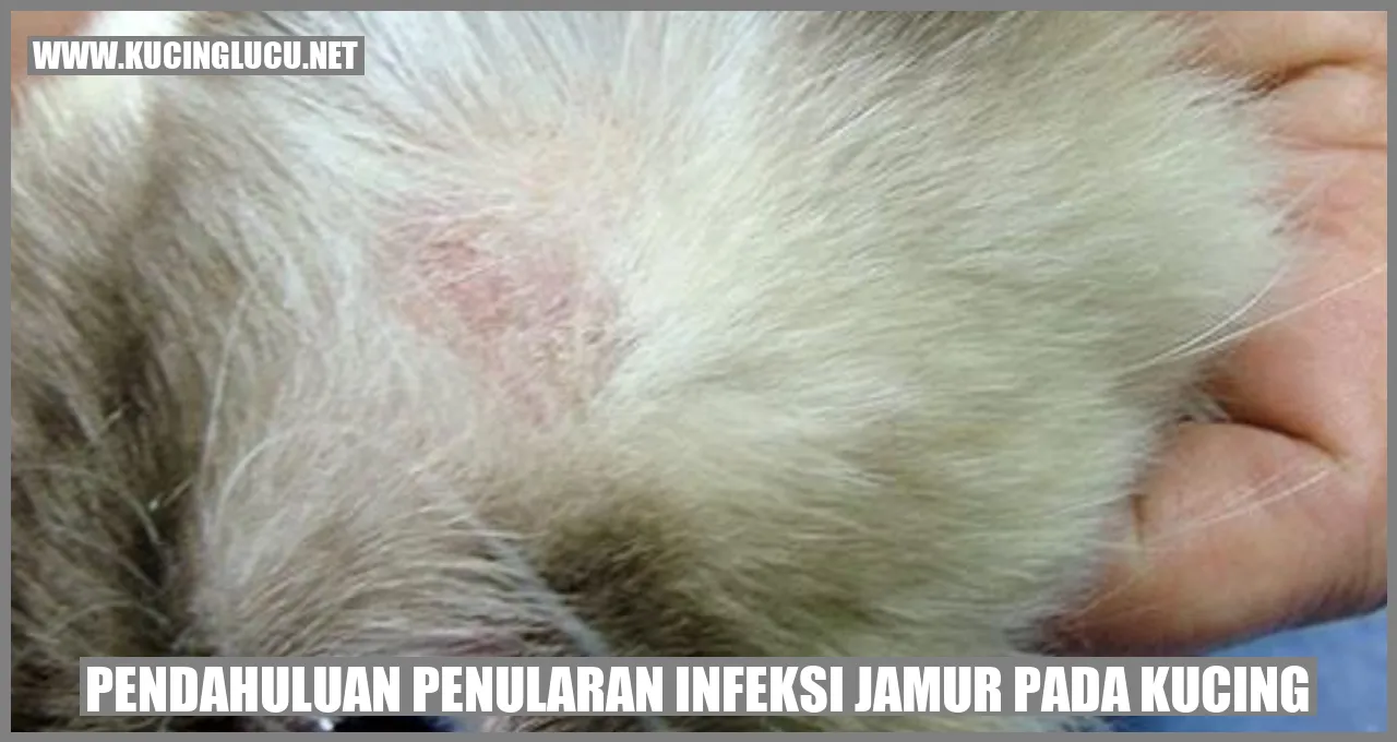 Gambar Kucing