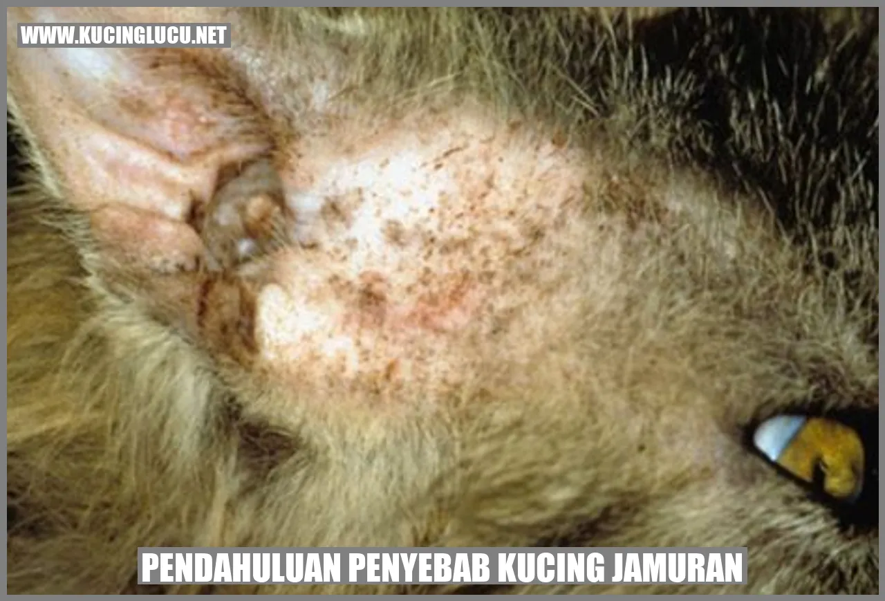 Kucing Mengalami Jamur