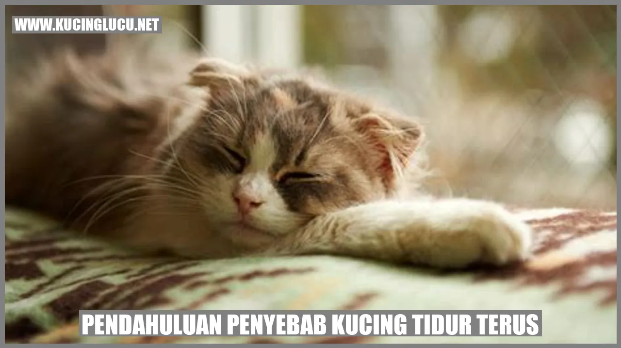 gambar kucing yang tidur