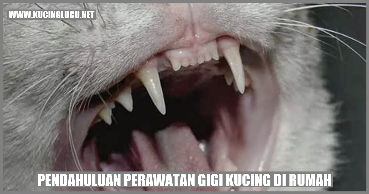 Kucing Menggosok Gigi