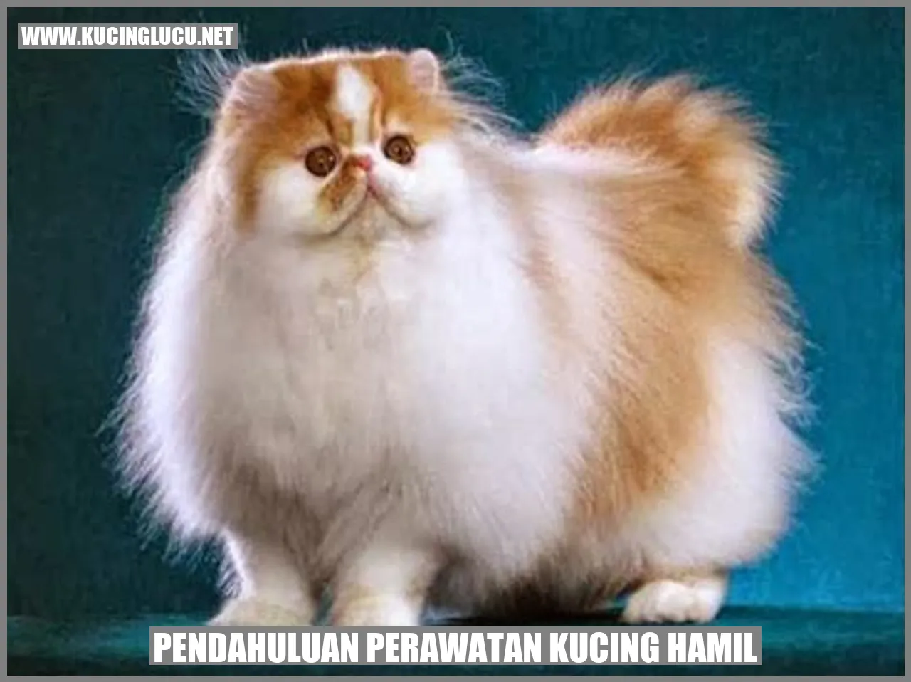 Kucing Hamil