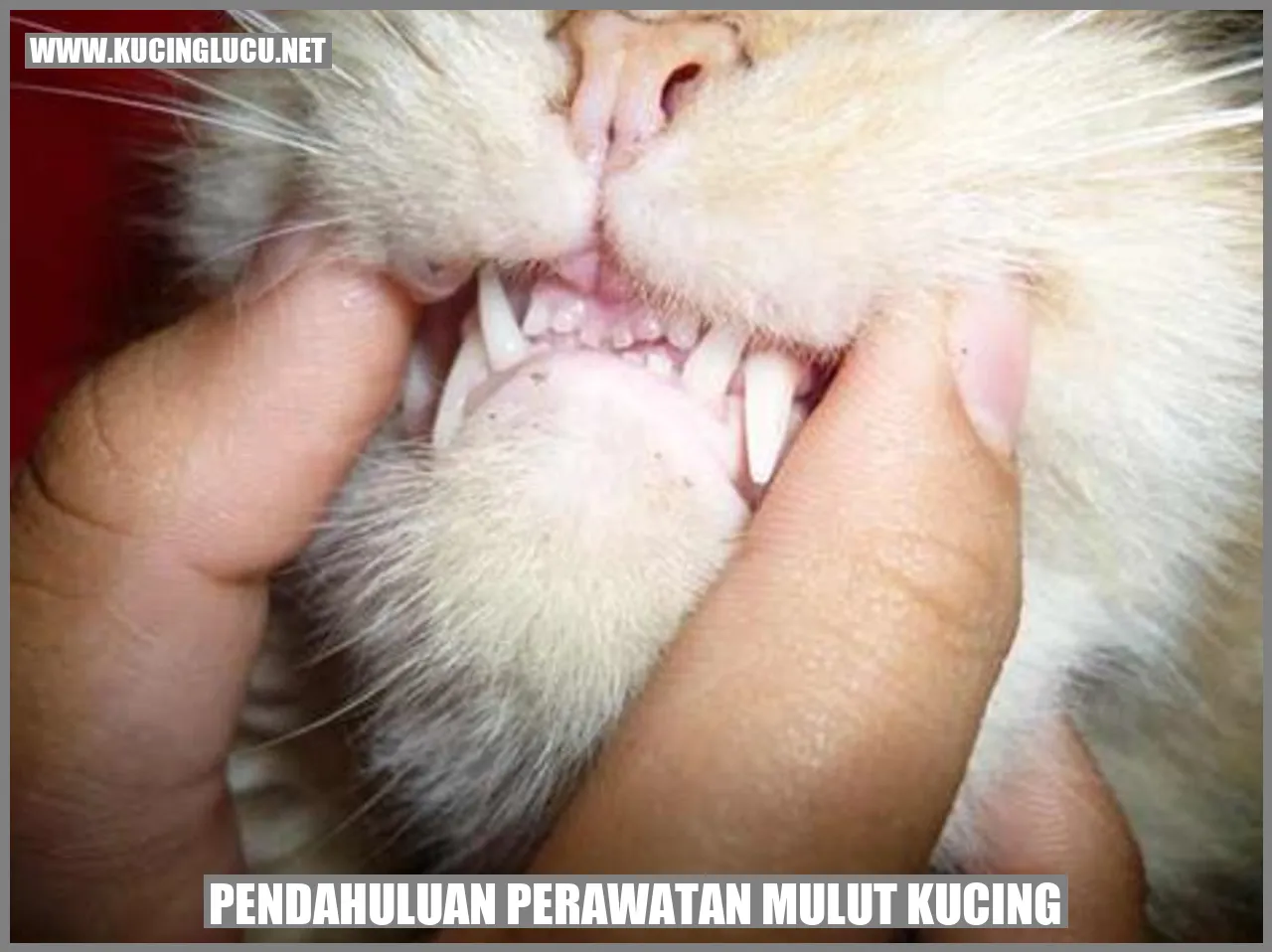 Pendahuluan perawatan mulut kucing