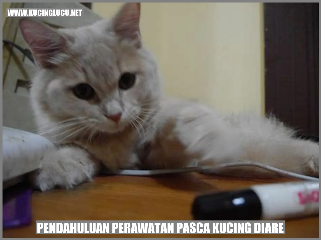 Gambar Kucing