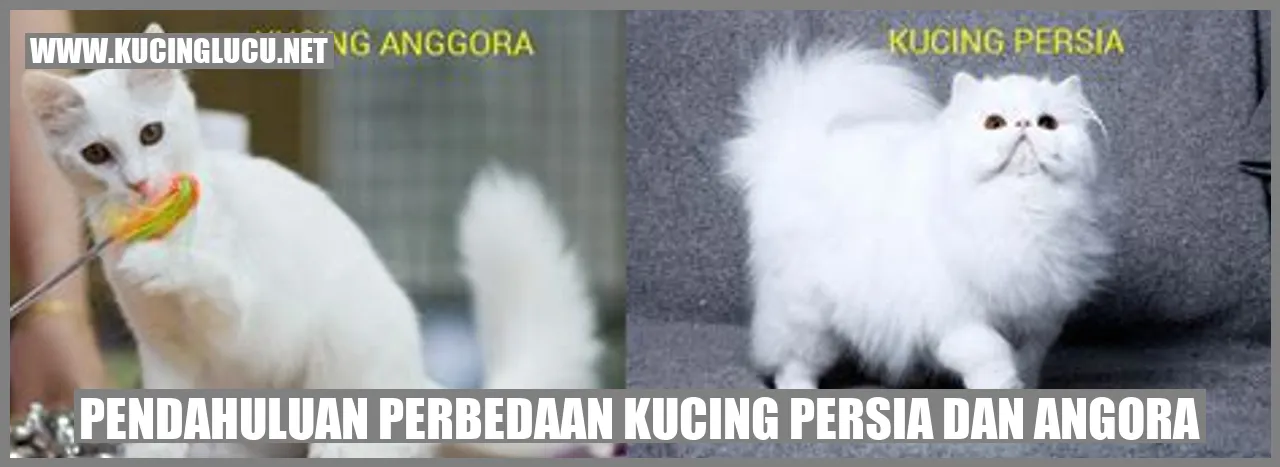 Gambarnya Kucing Persia dan Angora